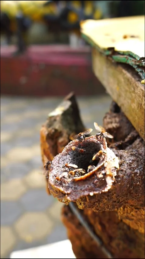 Stingless bees  Stock Footage 317998732