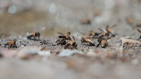 Stingless Bees Foraging Minerals From Damp Earth In Forest Extreme Close Up.. Video stock 338052929