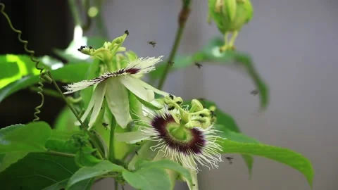 Stingless Bees Gathering Pollen Stock Footage 137885229
