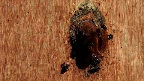 Stingless bees, a group of guards Vídeos de archivo 221500668