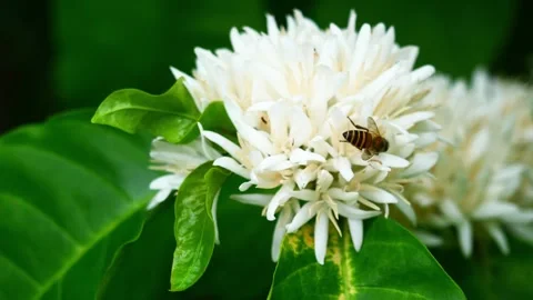 Stingless Bees with Honey bee on Robusta coffee blossom Stock Footage 275820674