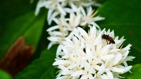 Stingless Bees with Honey bee on Robusta coffee blossom Stock Footage 276253186