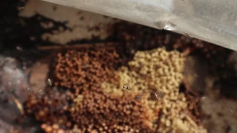 Stingless bees that live in the hive with their eggs up close Stock Footage 159405219