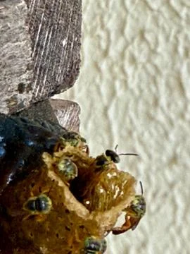 Stingless bees in macro in the hive Stock Photos
