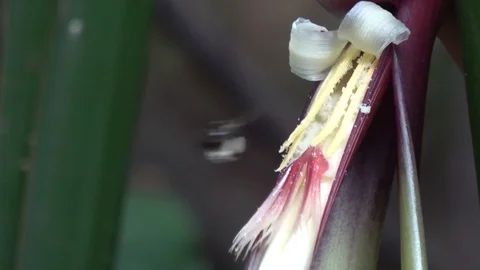 Stingless bees, Malaysia 스톡 동영상 113216284