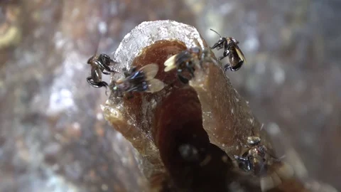 Stingless bees, Malaysia Vídeos de archivo 130161532