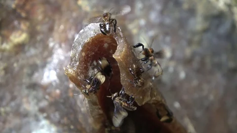 Stingless bees, Malaysia Stock Footage 130161538