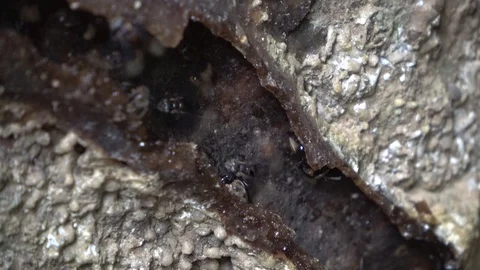 Stingless bees, Malaysia Vídeo Stock 130161590