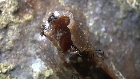 Stingless bees, Malaysia Vídeos de archivo 130161630