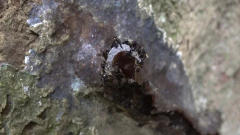 Stingless bees, Malaysia Vídeo Stock 130161648