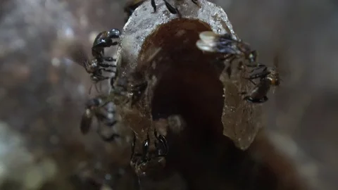 Stingless bees, Malaysia 库存影片 130161649