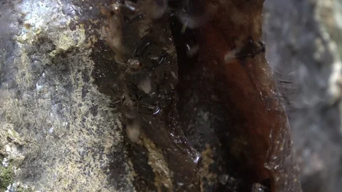 Stingless bees, Malaysia Vidéo 130161664