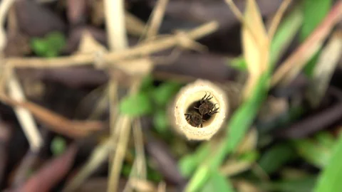 Stingless bees, Malaysia Vídeo Stock 130162539