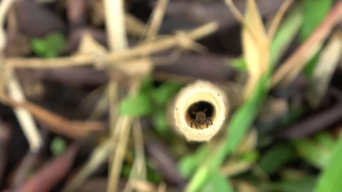 Stingless bees, Malaysia Stock Footage 130162621
