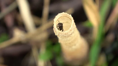 Stingless bees, Malaysia Stock Footage 130162637