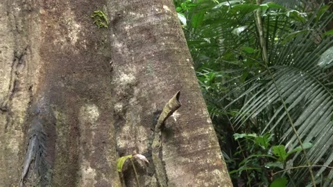 Stingless bees, Malaysia Stock Footage 140835344
