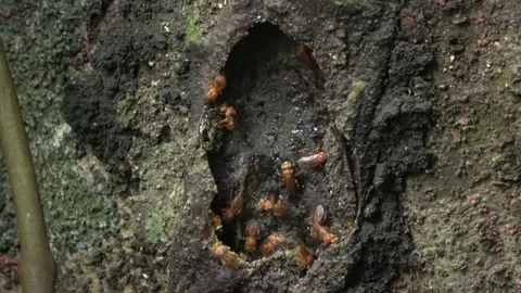 Stingless bees, Malaysia Stock-Footage 140835425