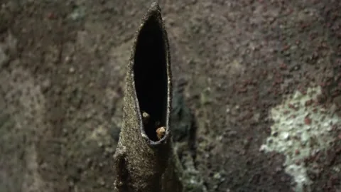 Stingless bees, Malaysia Stock Footage 140835464