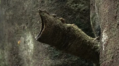 Stingless bees, Malaysia Stock Footage 140835487