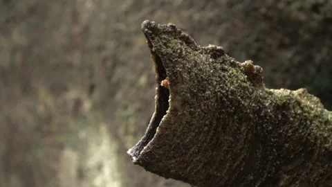 Stingless bees, Malaysia Stock Footage 140835501