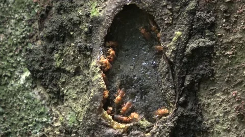 Stingless bees, Malaysia Stock Footage 140835590