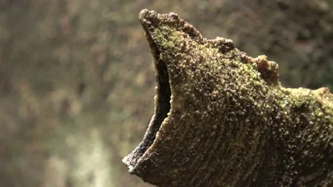 Stingless bees, Malaysia Stock Footage 140835643