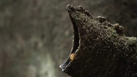 Stingless bees, Malaysia Stock Footage 140835694