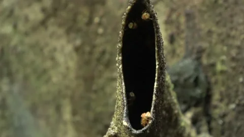 Stingless bees, Malaysia Stock Footage 140835723
