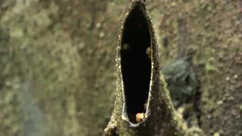 Stingless bees, Malaysia Stock Footage 140835804