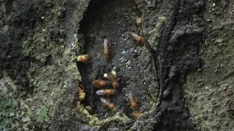 Stingless bees, Malaysia Stock Footage 140835860