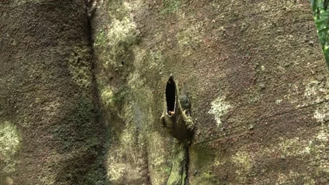 Stingless bees, Malaysia Stock Footage 140835862