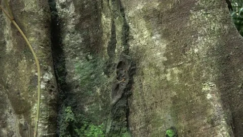 Stingless bees, Malaysia Stock Footage 140835992