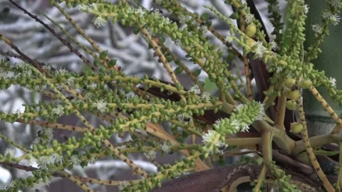 Stingless bees, Malaysia Stock Footage 143298581