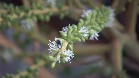 Stingless bees, Malaysia Stock Footage 143298631