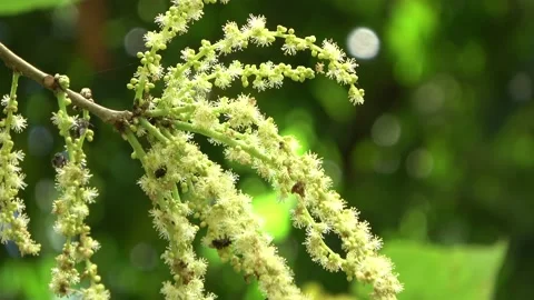 Stingless bees, Malaysia Stock Footage 159637053
