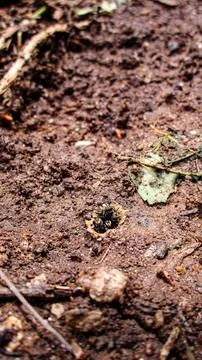 Stingless bees - Mandaçaia bee Stock Photos