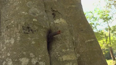 Stingless Bees (meliponines) Vídeos de archivo 196903283