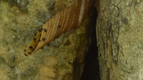 Stingless bees (name of small bee)Thailand. Stock Footage 56581389