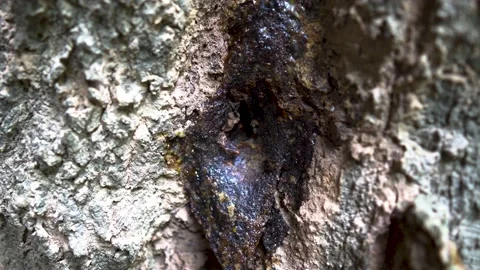Stingless Bees in nature in Thailand Video stock 159178178