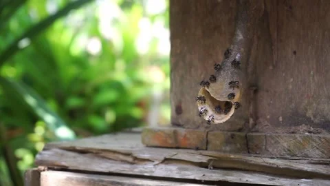 Stingless bees or trigona meliponini Stock Footage 208298295