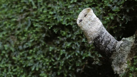 Stingless bees, Thailand Stockbeeldmateriaal 88546578