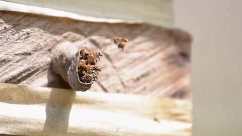 Stingless Native Bees in Their Nest, Close-Up of Honeycomb Structure, Meliponine Stock Footage 315193831