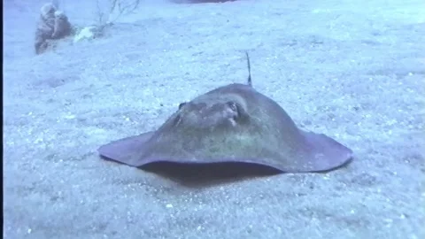 STINGRAY 1 Video stock 306603165
