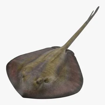 Stingray ~ 3D Model ~ Download #90943106 | Pond5