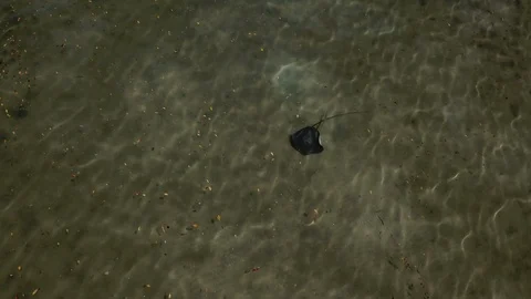 Stingray from above Stock Footage 104456574