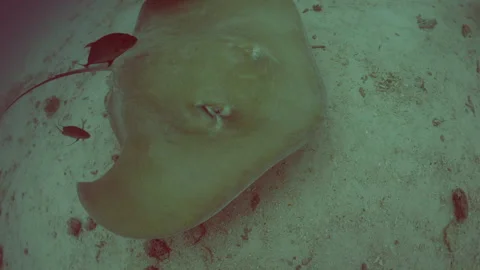 STINGRAY FROM ABOVE Stock Footage 308834972