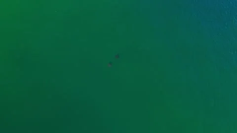 Stingray Aerial in Bay Video stock 291747246