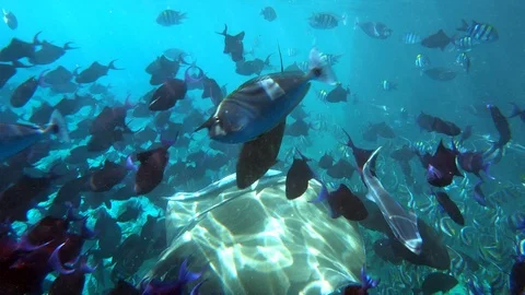 Stingray and coral fish Stock-Footage 101103791