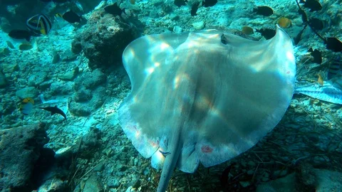 Stingray and coral fish Видео 101104117