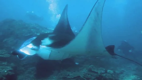 Stingray and Divers Stock Footage